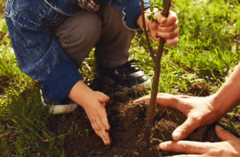 Jak Zasadzieć Drzewo z Dzieckiem?